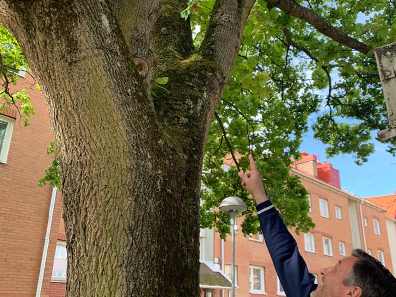 Mellan husen på Persborg är det grönska och träd med fågelholkar.