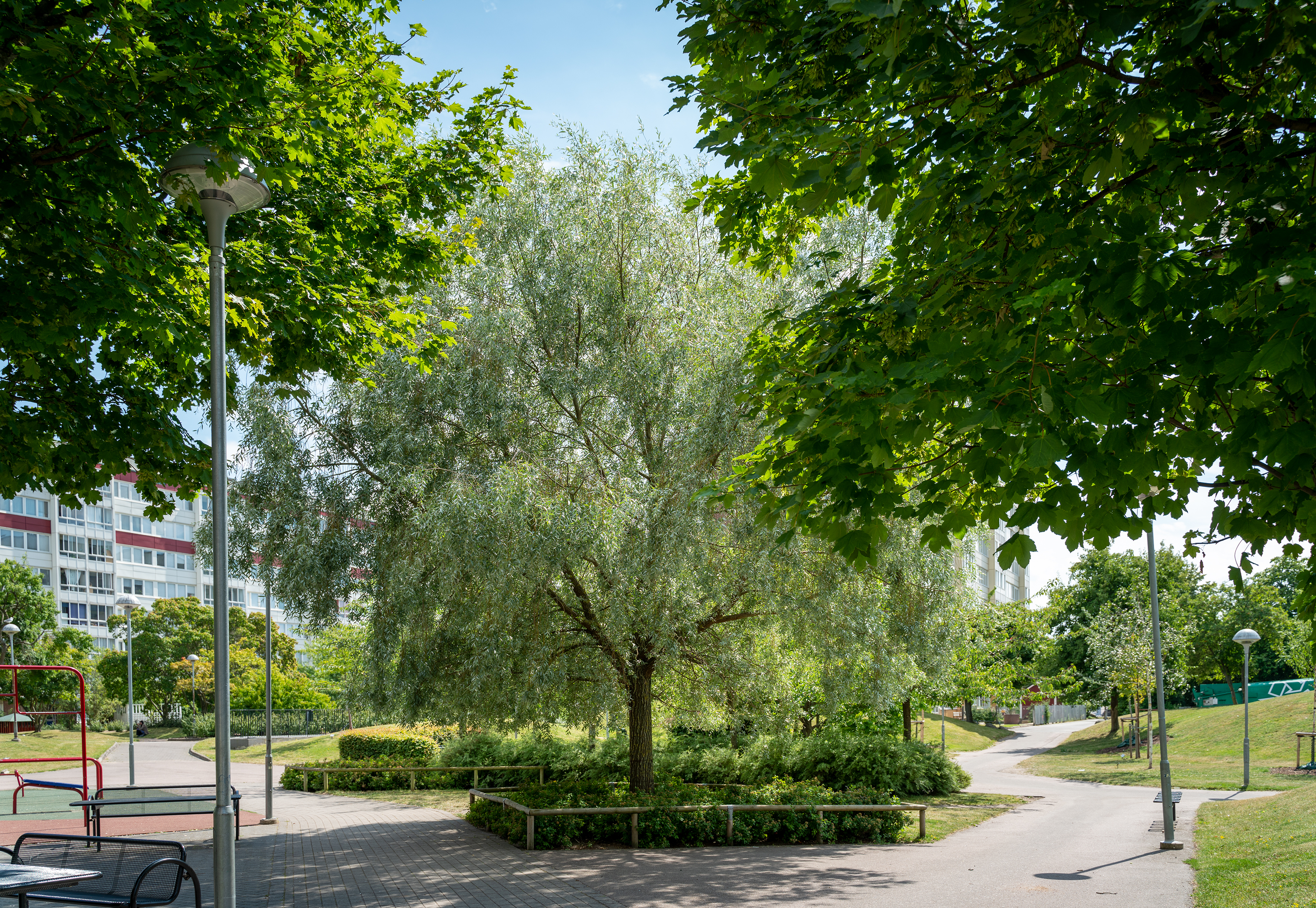 silverpil rosengård.jpg